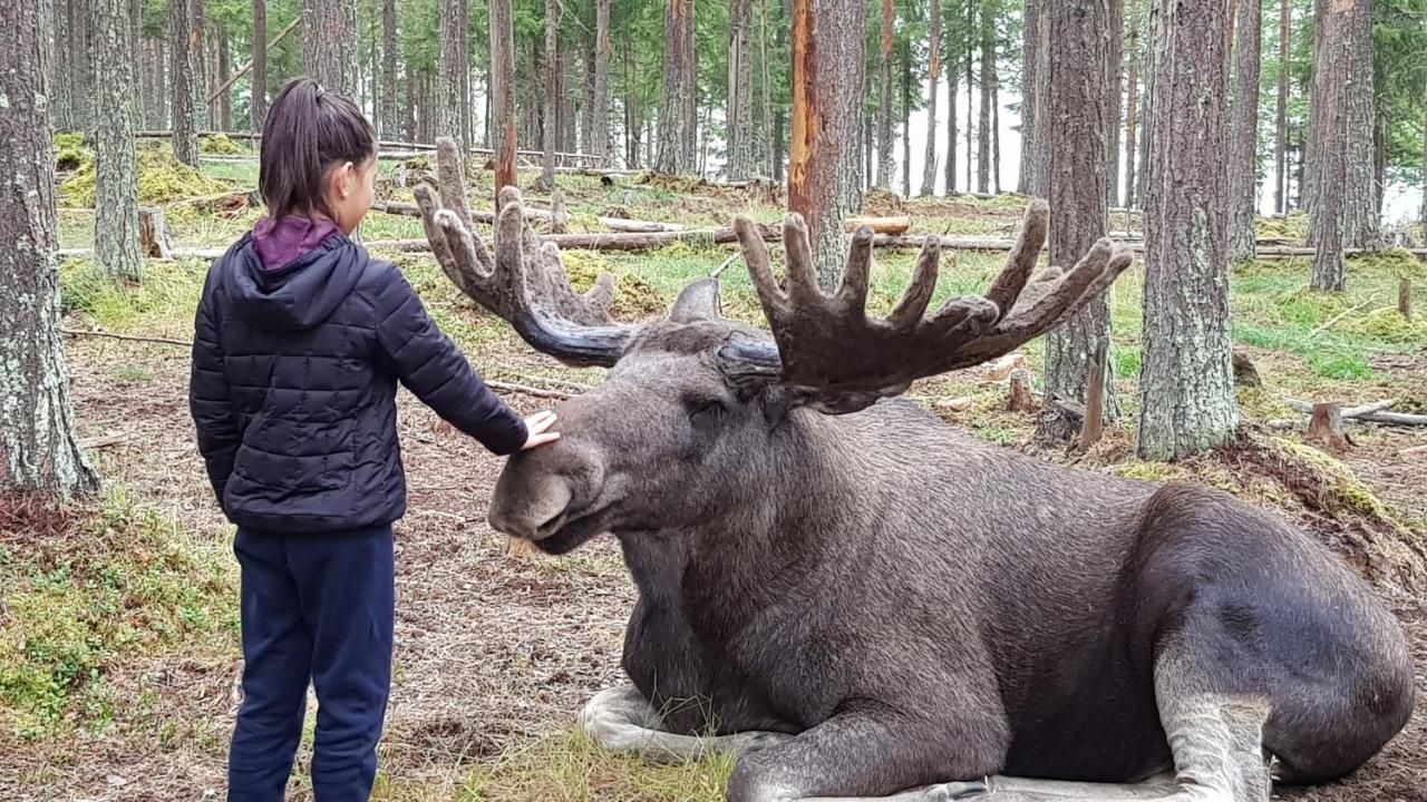 فندق The Friendly Moose Overtornea المظهر الخارجي الصورة
