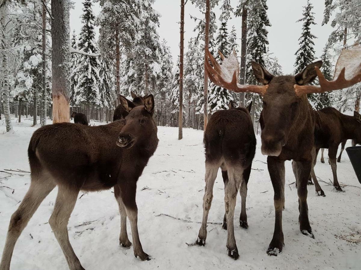 فندق The Friendly Moose Overtornea المظهر الخارجي الصورة
