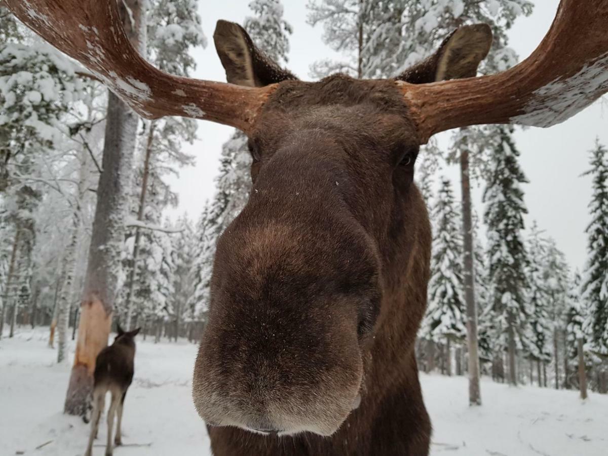 فندق The Friendly Moose Overtornea المظهر الخارجي الصورة